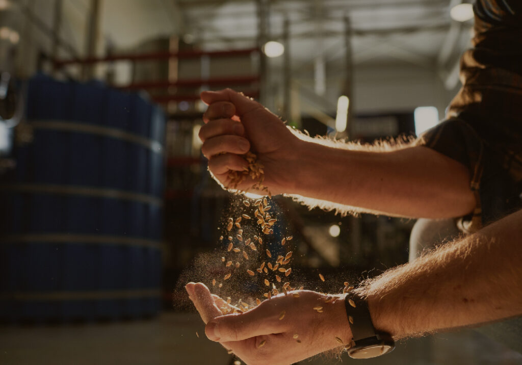 Close up image of a brewer dropping barley in his hand